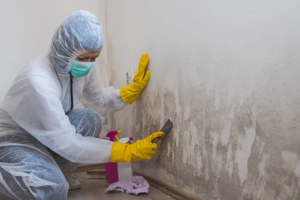 Best Mold Remediation for Healthcare Facilities  in Pine Ridge, FL